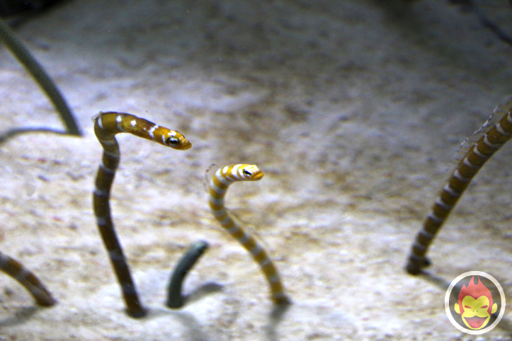 すみだ水族館のチンアナゴ