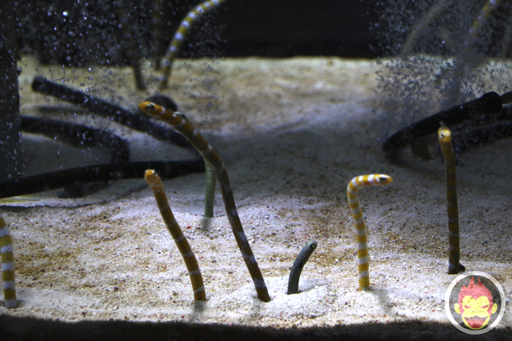 すみだ水族館のチンアナゴ