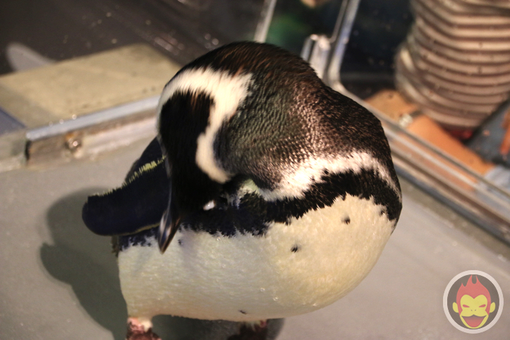 すみだ水族館のペンギン