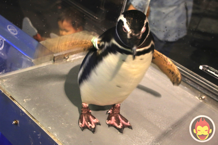 すみだ水族館のペンギン