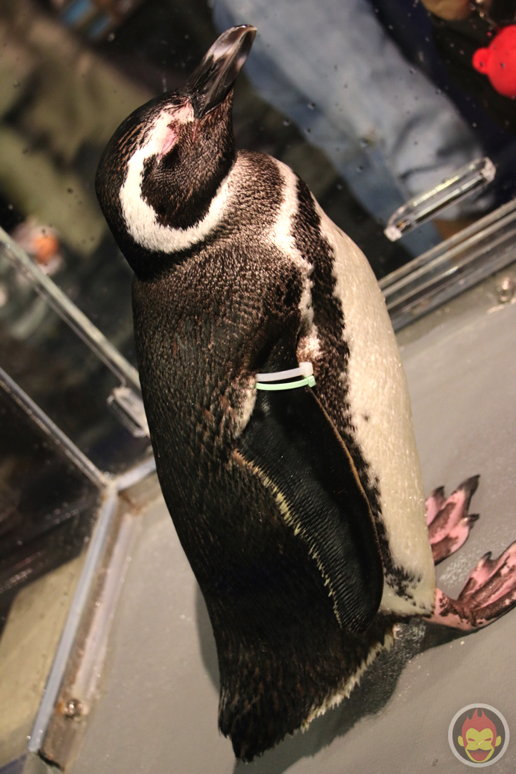 すみだ水族館のペンギン