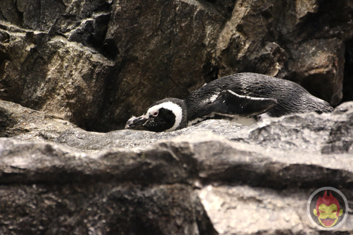 すみだ水族館のペンギン