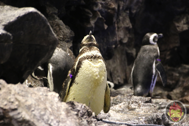 すみだ水族館のペンギン