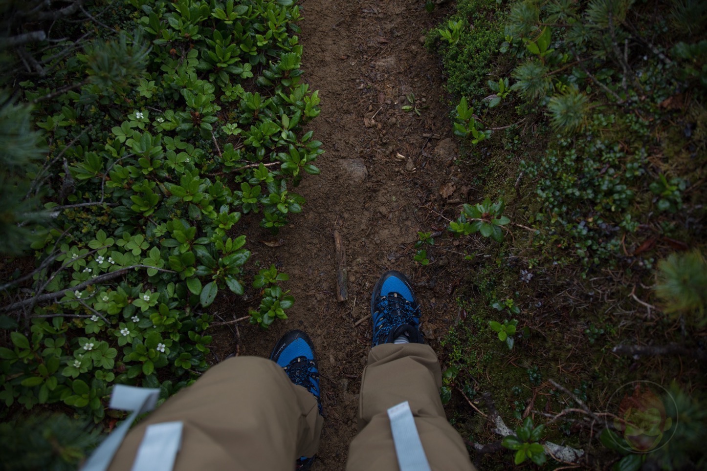 乗鞍新登山道整備2017：登山道