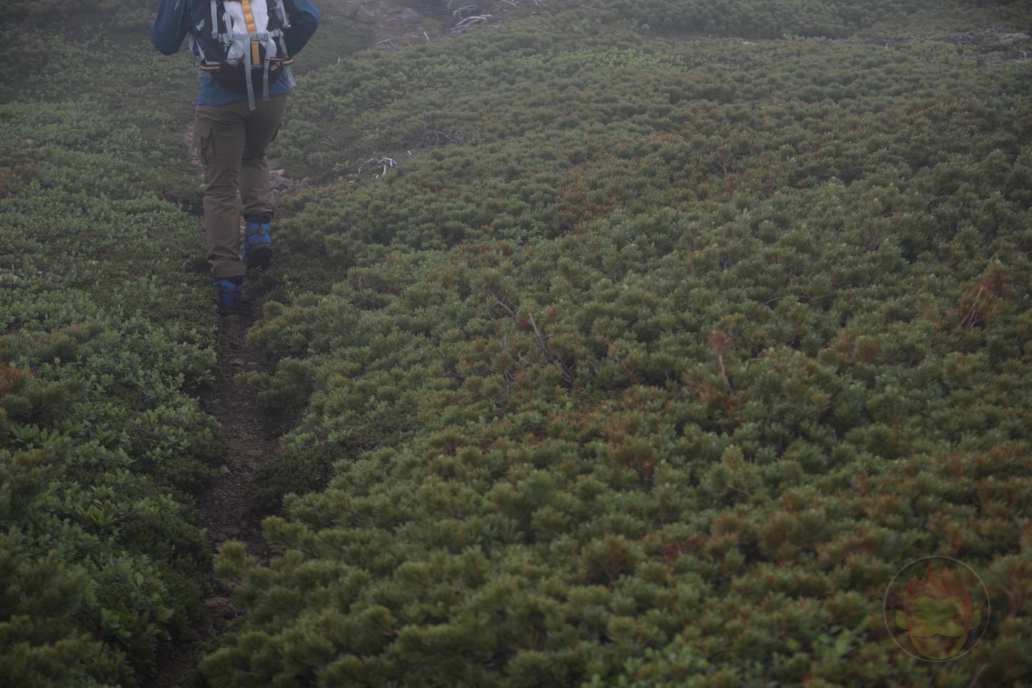 乗鞍新登山道整備2017：道なき道？