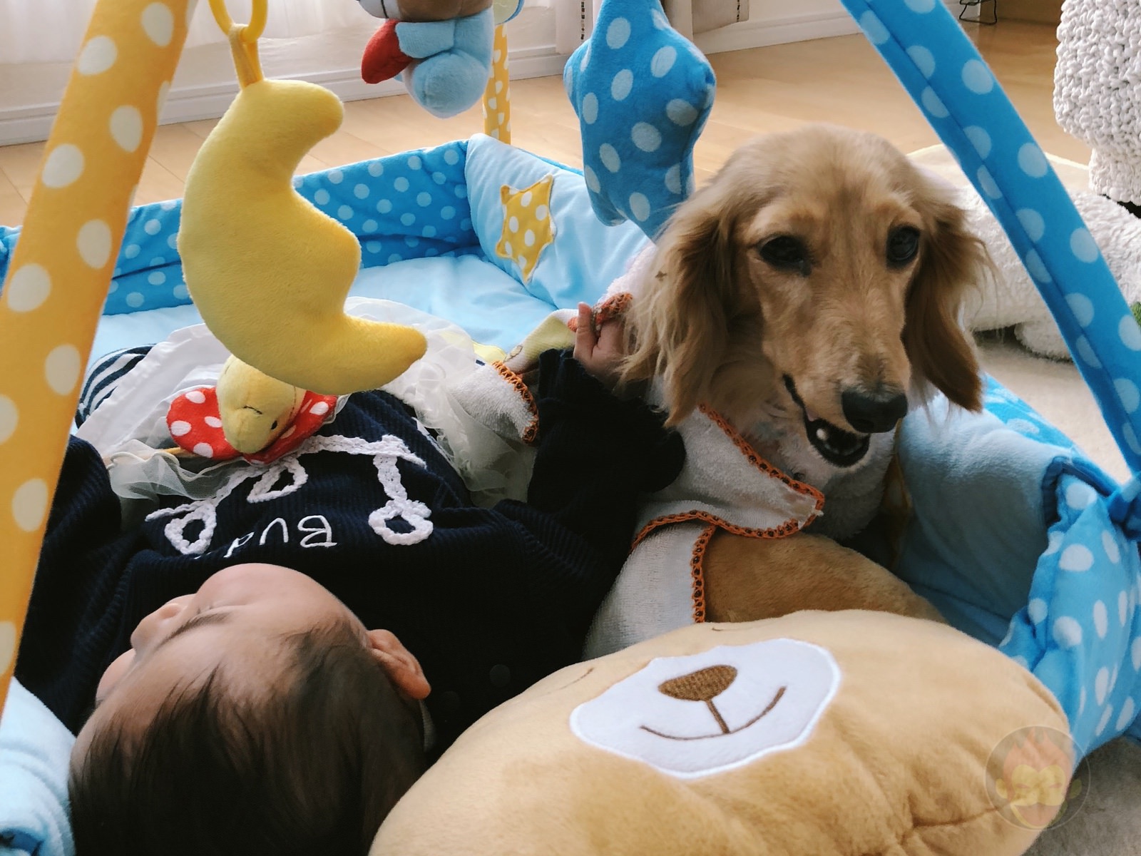 Dog And Baby Girl GoriMe 01