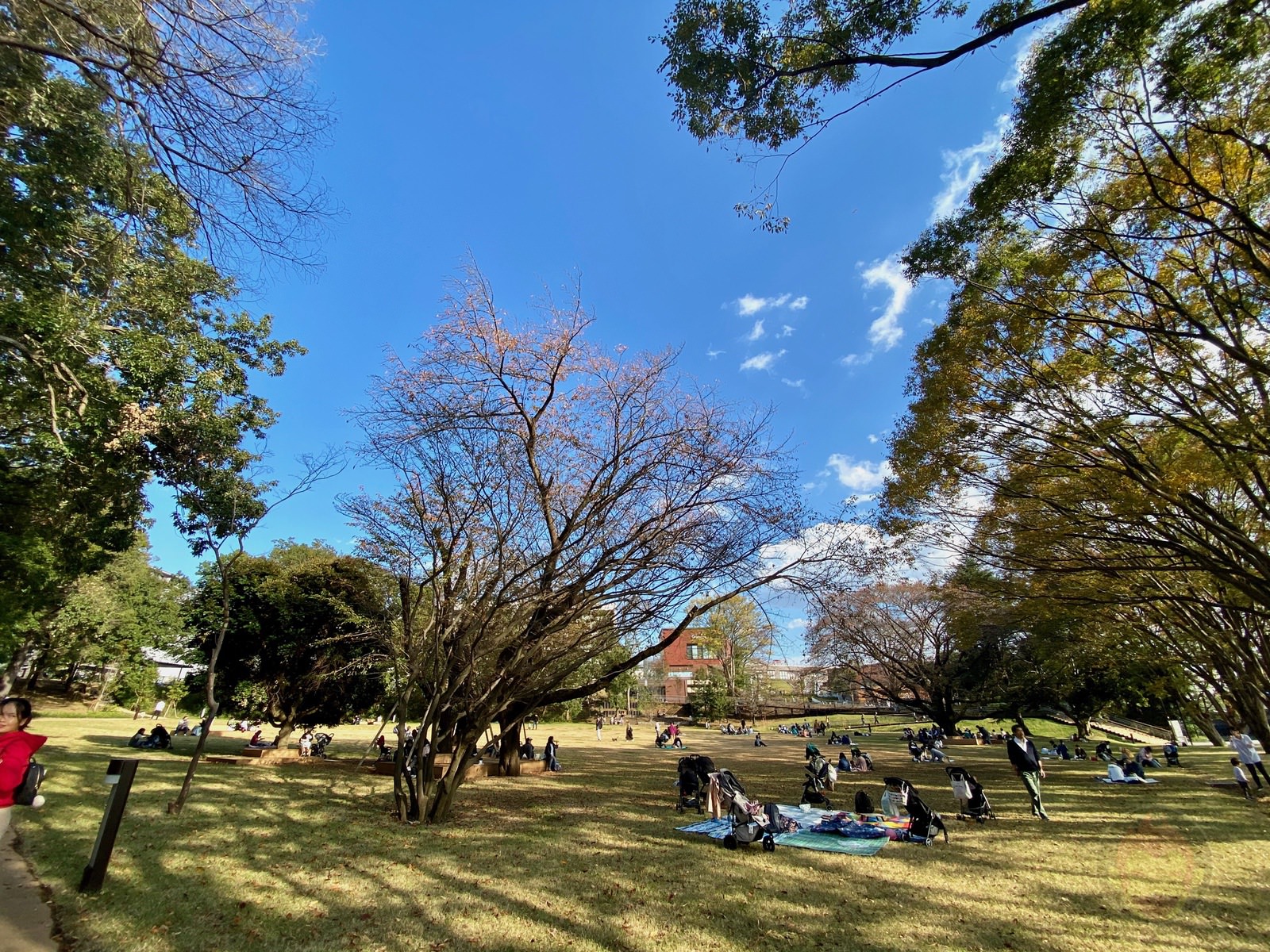 Tsuruma Park Minamimachid Grandberry Pak 12