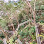 Hoshino-Resonale-Atami-Tree-House-36.jpeg