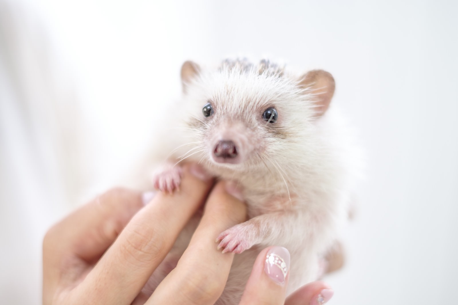 KAZUHIRO171013085 TP V harinezumi