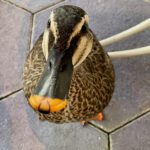 Disney-Duck-01.jpg
