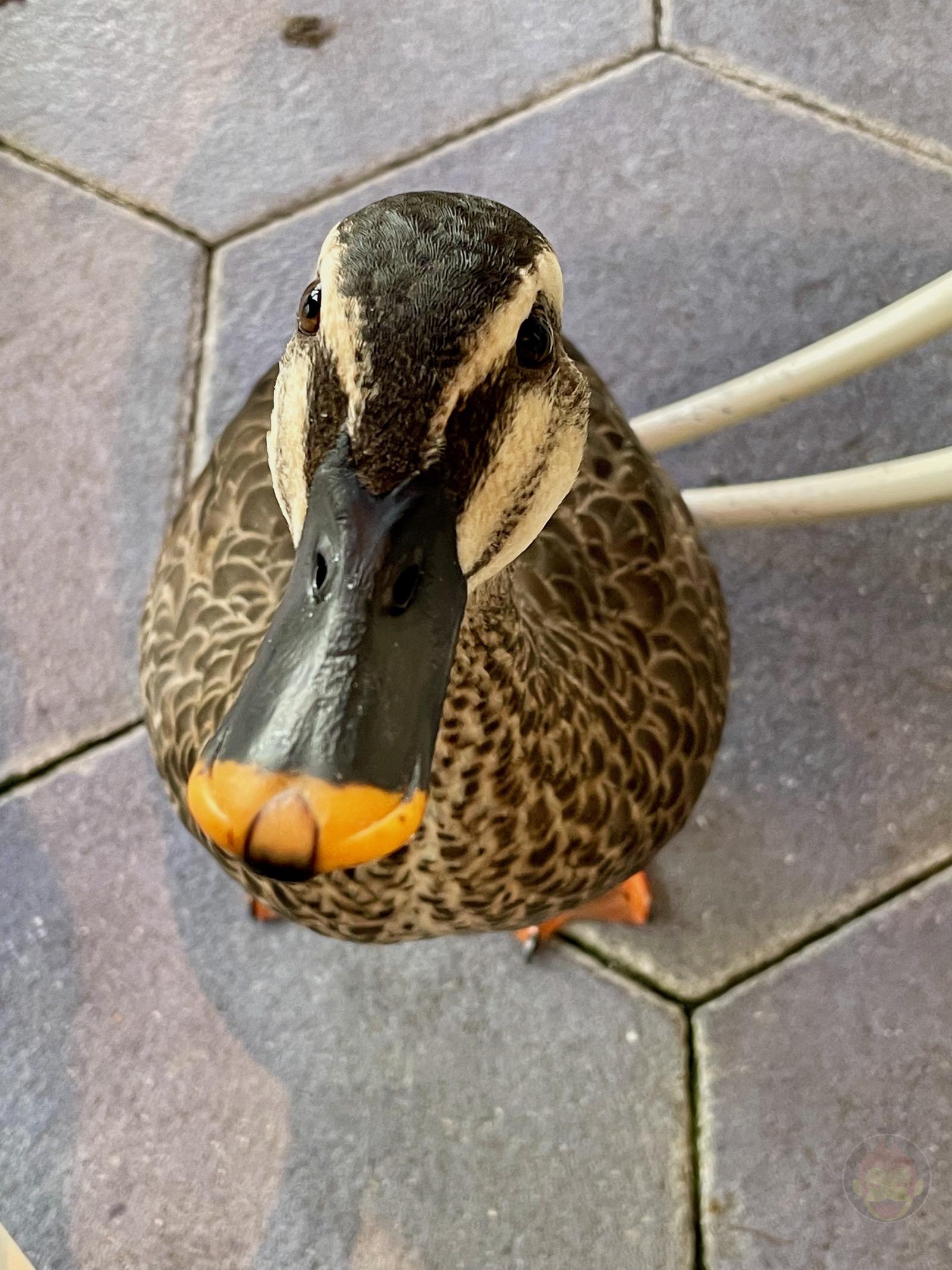 Disney-Duck-01.jpg