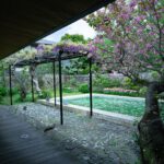 スターバックス鎌倉御成町店：藤棚が見頃