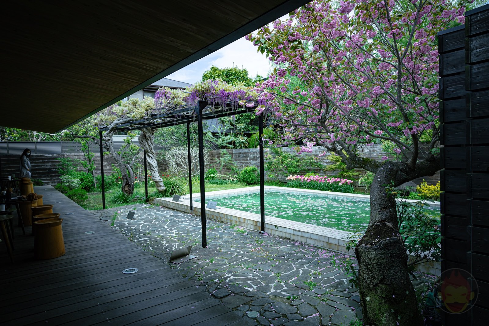 スターバックス鎌倉御成町店：藤棚が見頃