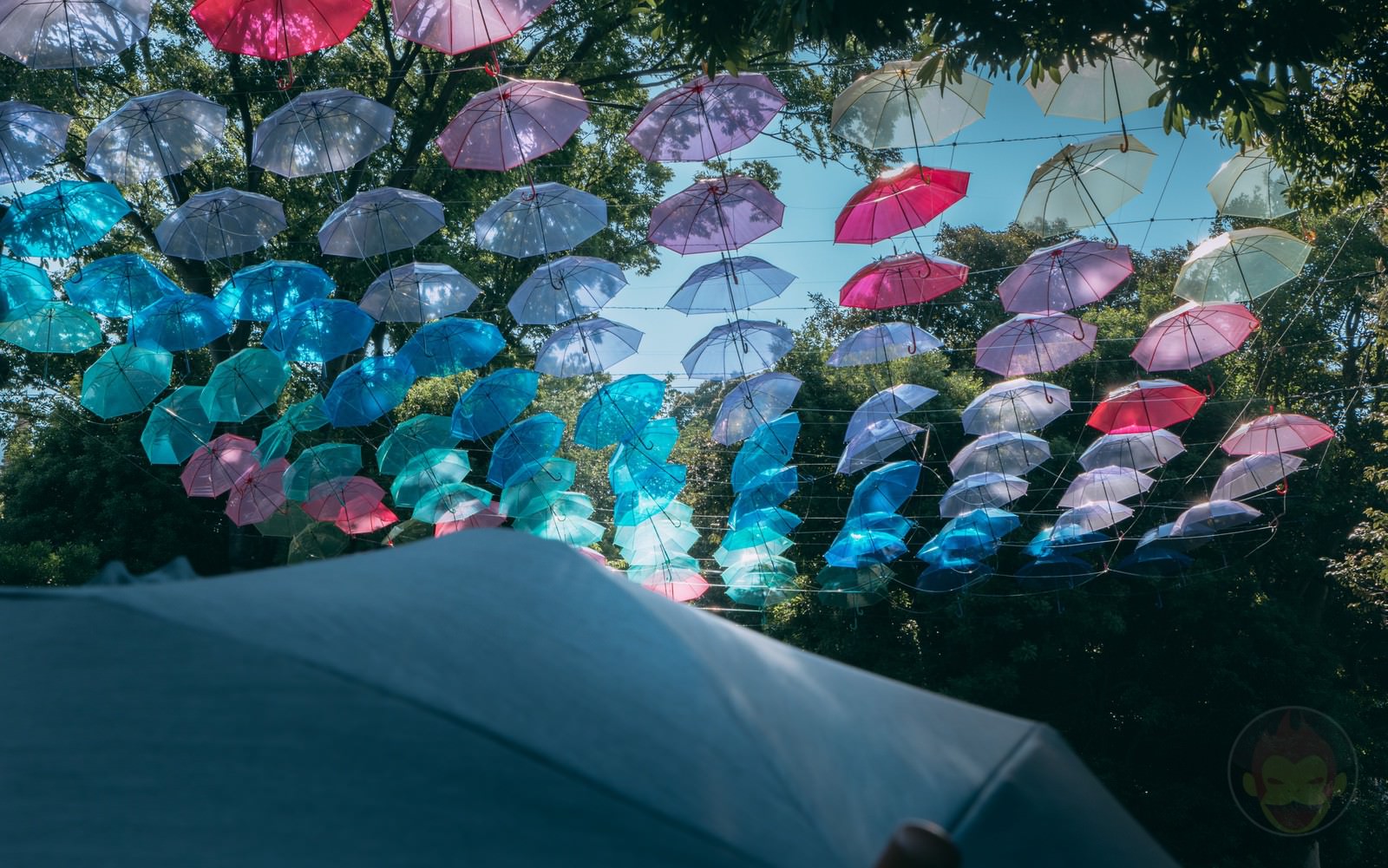 HANA BIYORI Yomiuri Land Flower Park FIreflies 28