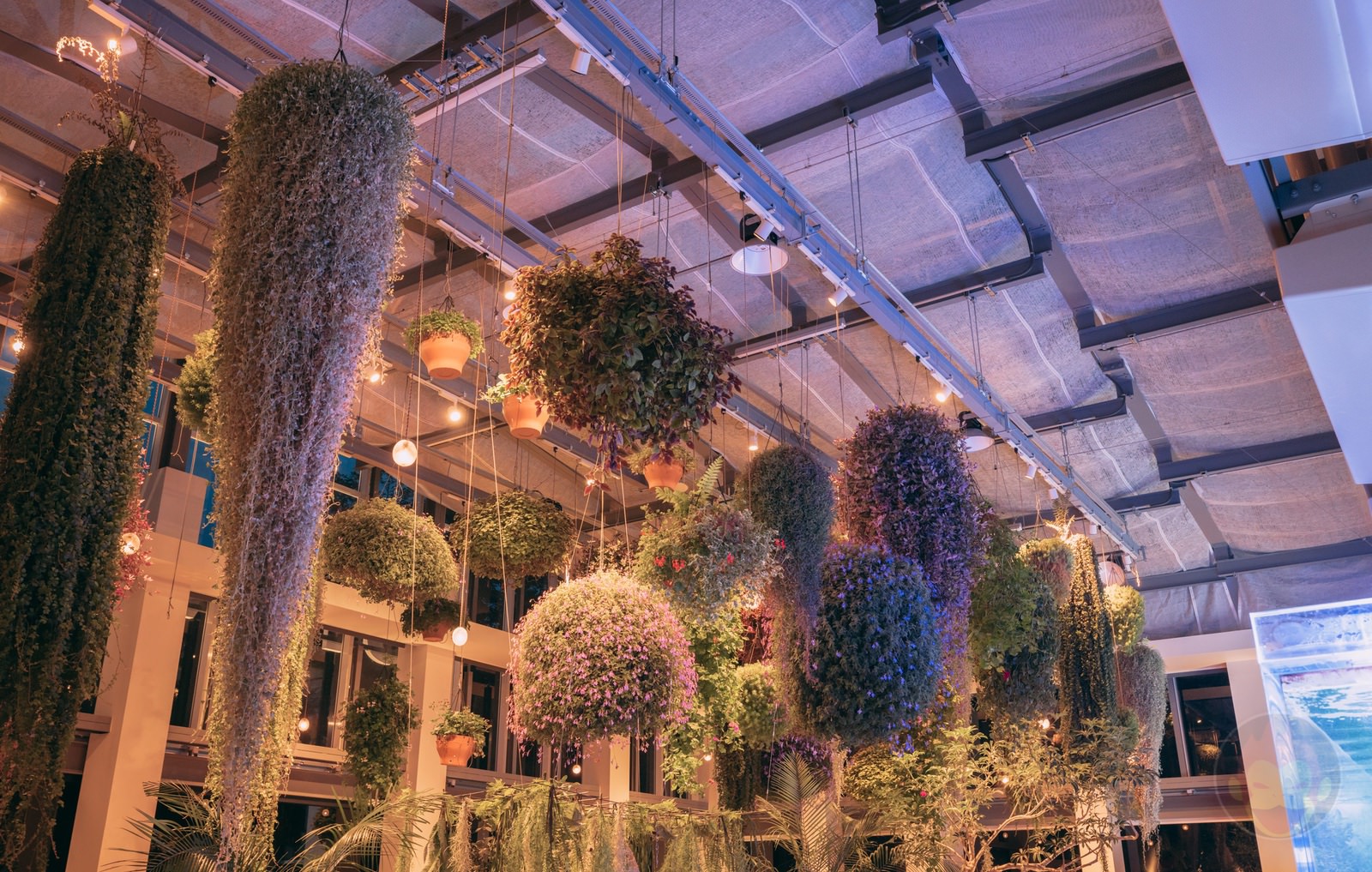 HANA BIYORI Yomiuri Land Flower Park FIreflies 57