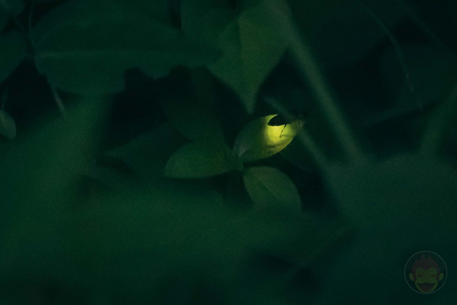 HANA BIYORI Yomiuri Land Flower Park FIreflies 60