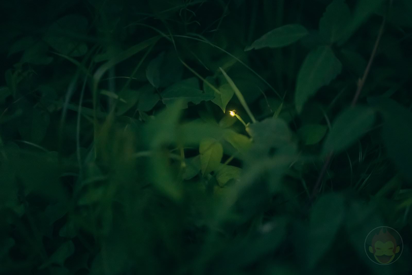 HANA BIYORI Yomiuri Land Flower Park FIreflies 61