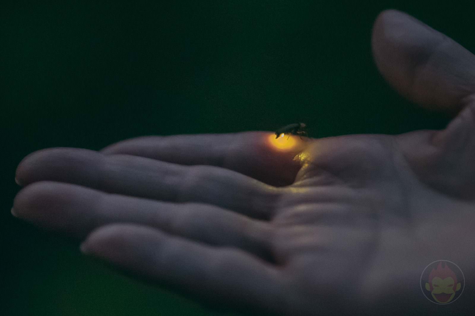 HANA BIYORI Yomiuri Land Flower Park FIreflies 62