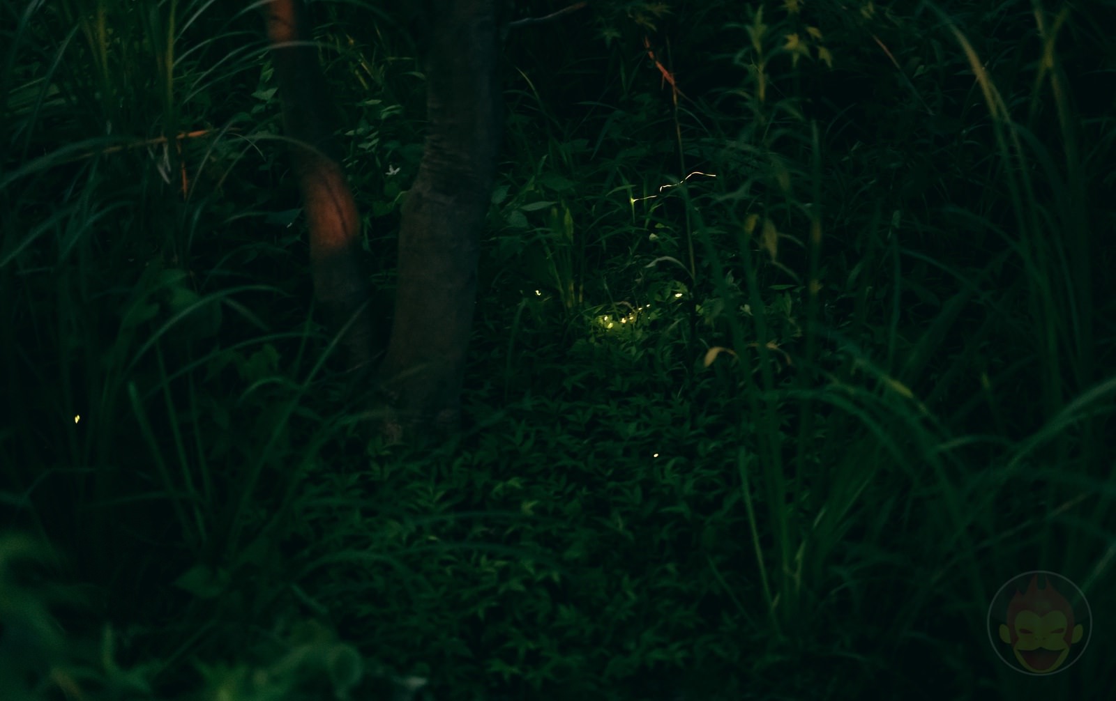 HANA BIYORI Yomiuri Land Flower Park FIreflies 64