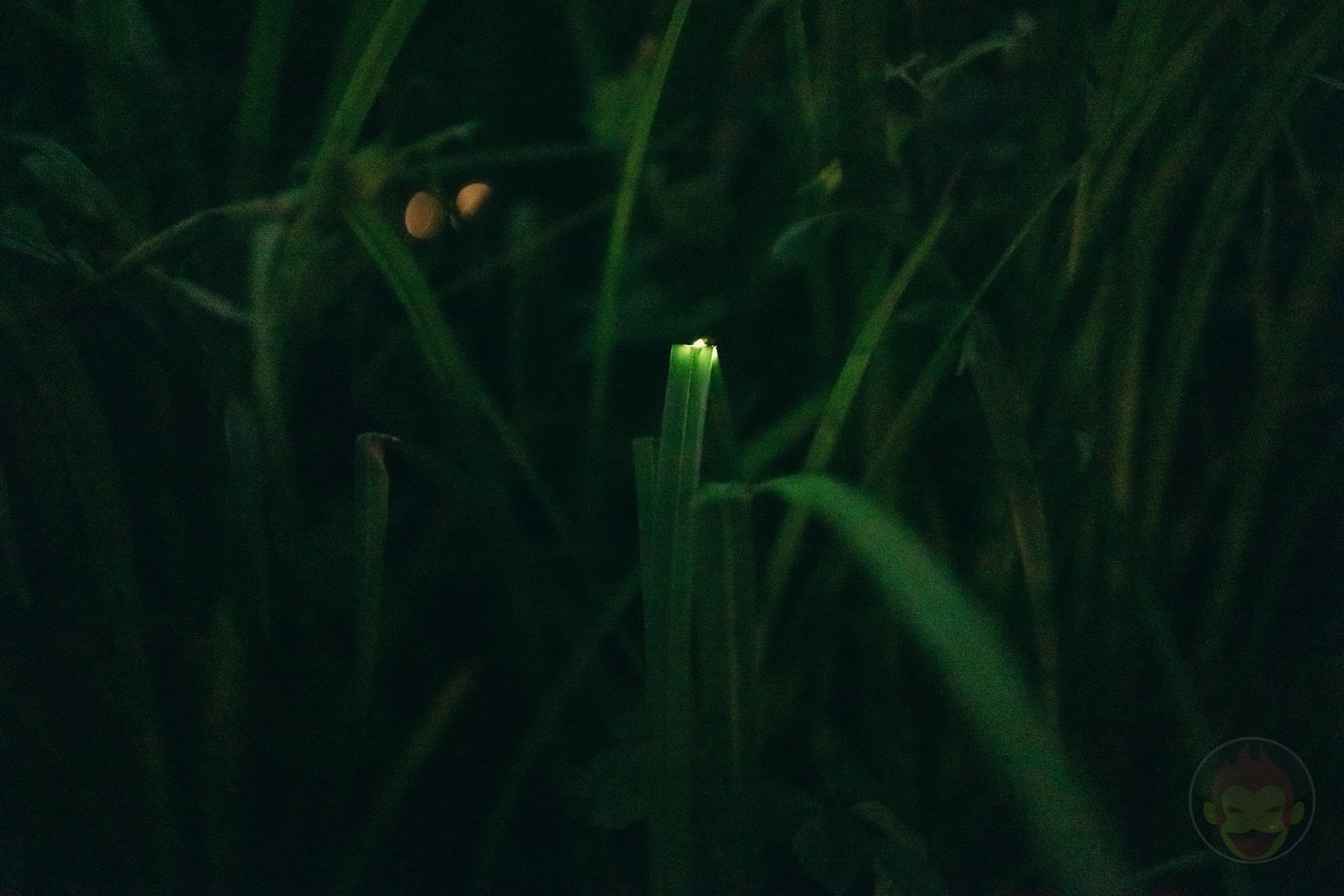 HANA BIYORI Yomiuri Land Flower Park FIreflies 65