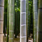 Kamakura-Houkokuji-Bamboo-01.jpg