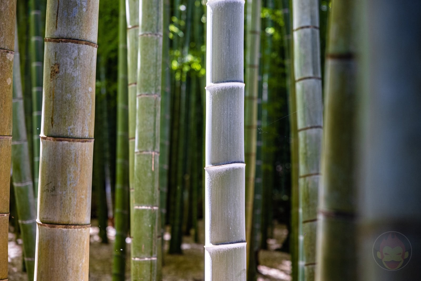 Kamakura Houkokuji Bamboo 01