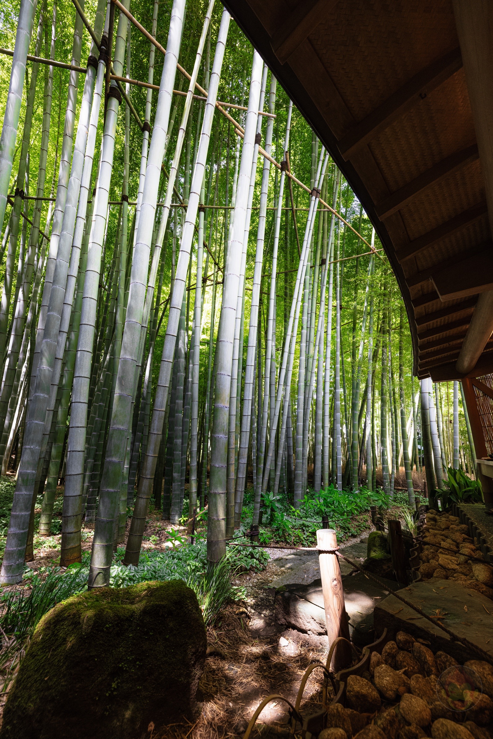 Kamakura Houkokuji Maccha 08
