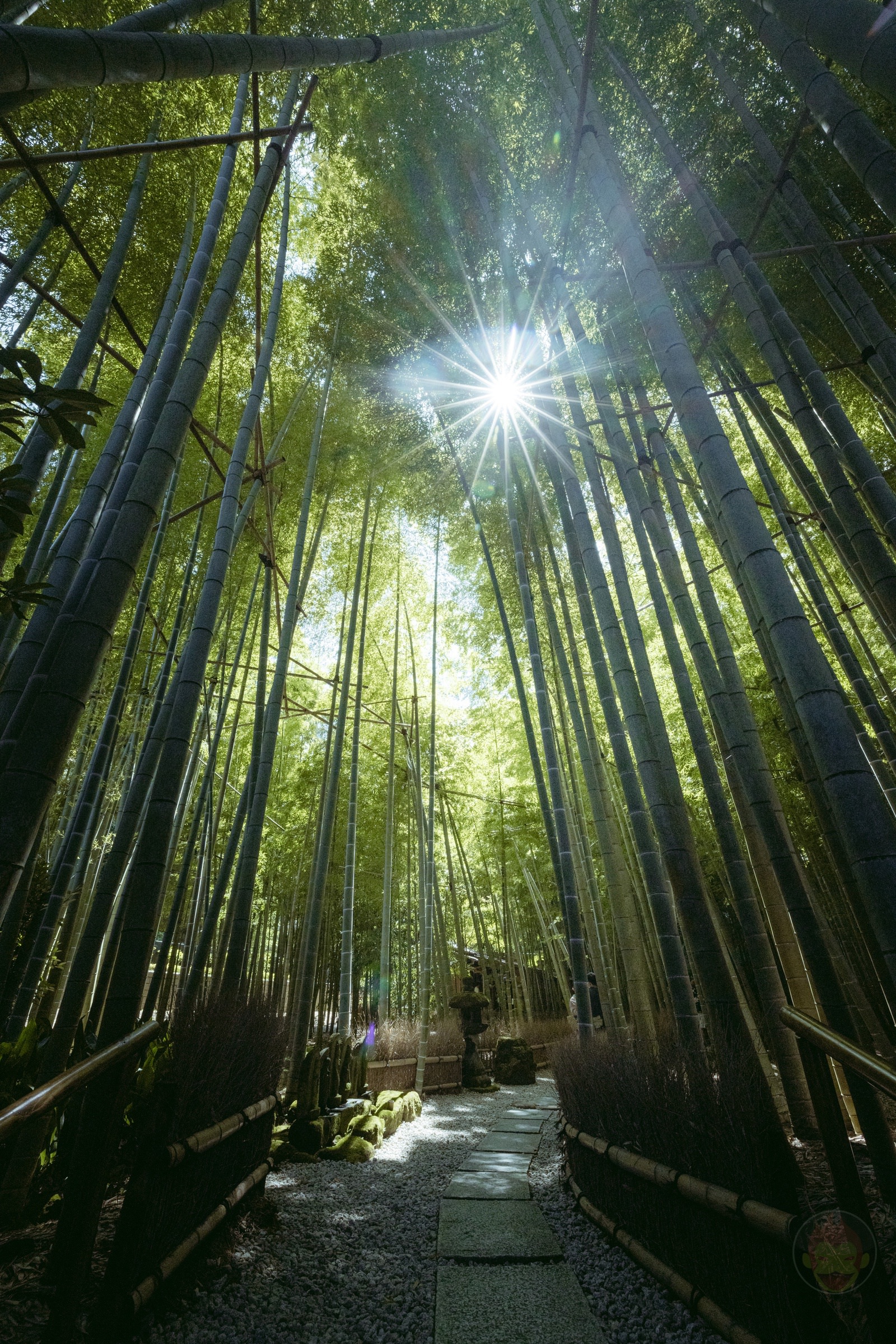 Kamakura Houkokuji Maccha 12