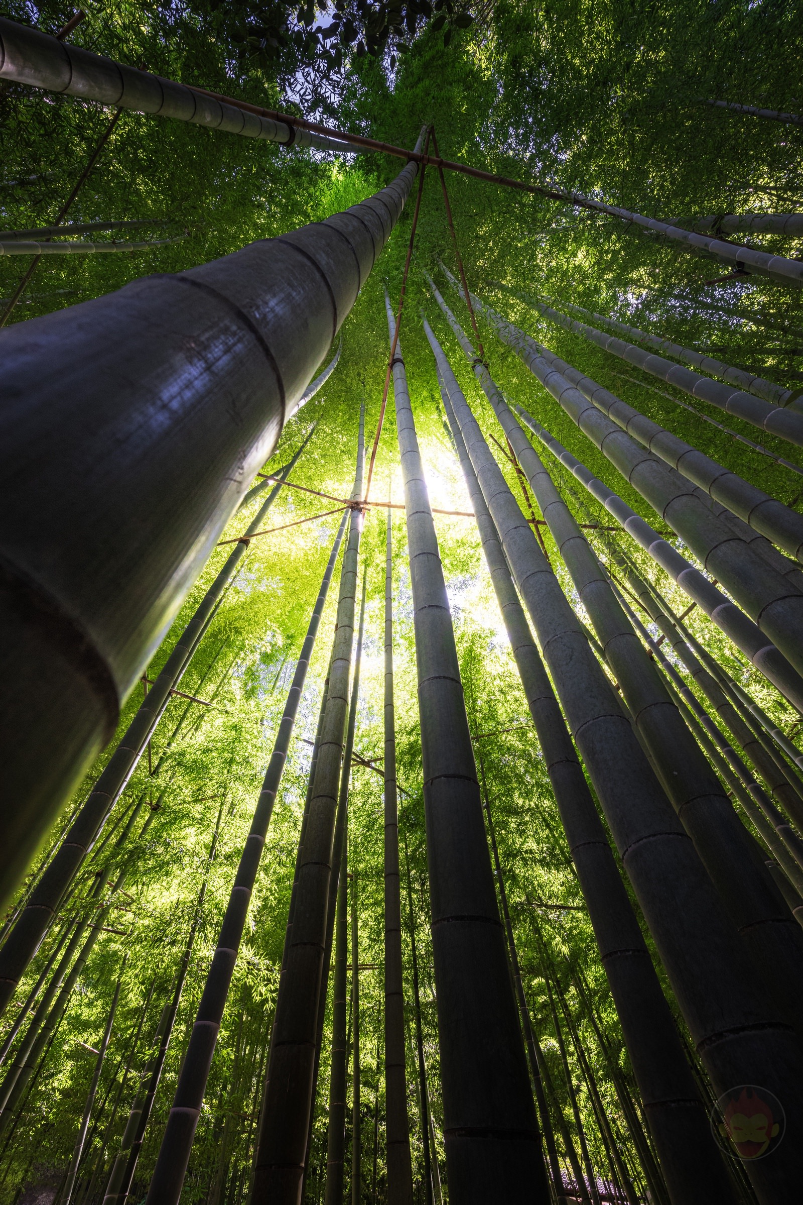 Kamakura Houkokuji Maccha 15
