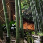 Kamakura-Houkokuji-Bamboo-Forest-and-Macha-tea-01.jpg