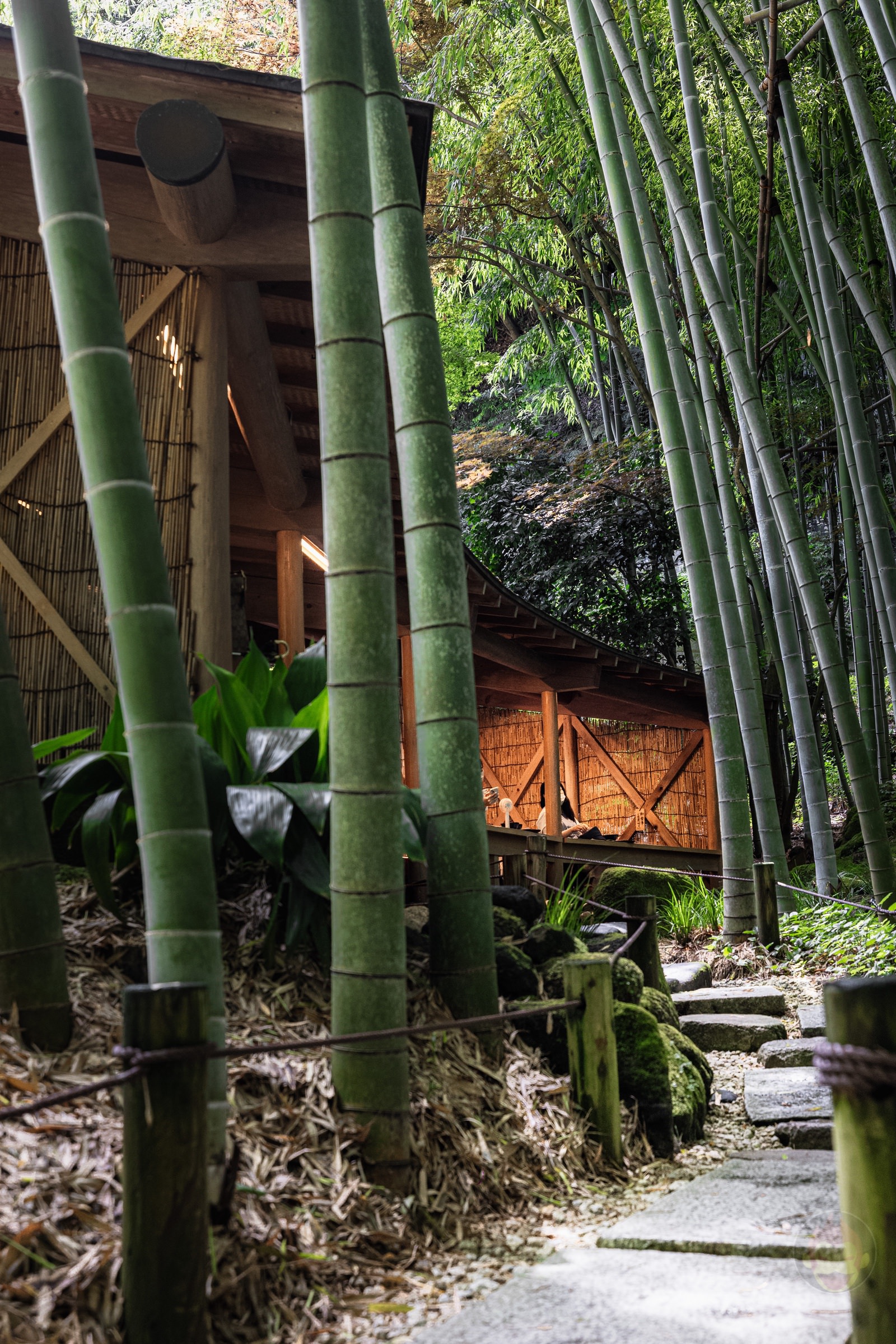 Kamakura Houkokuji Bamboo Forest and Macha tea 01