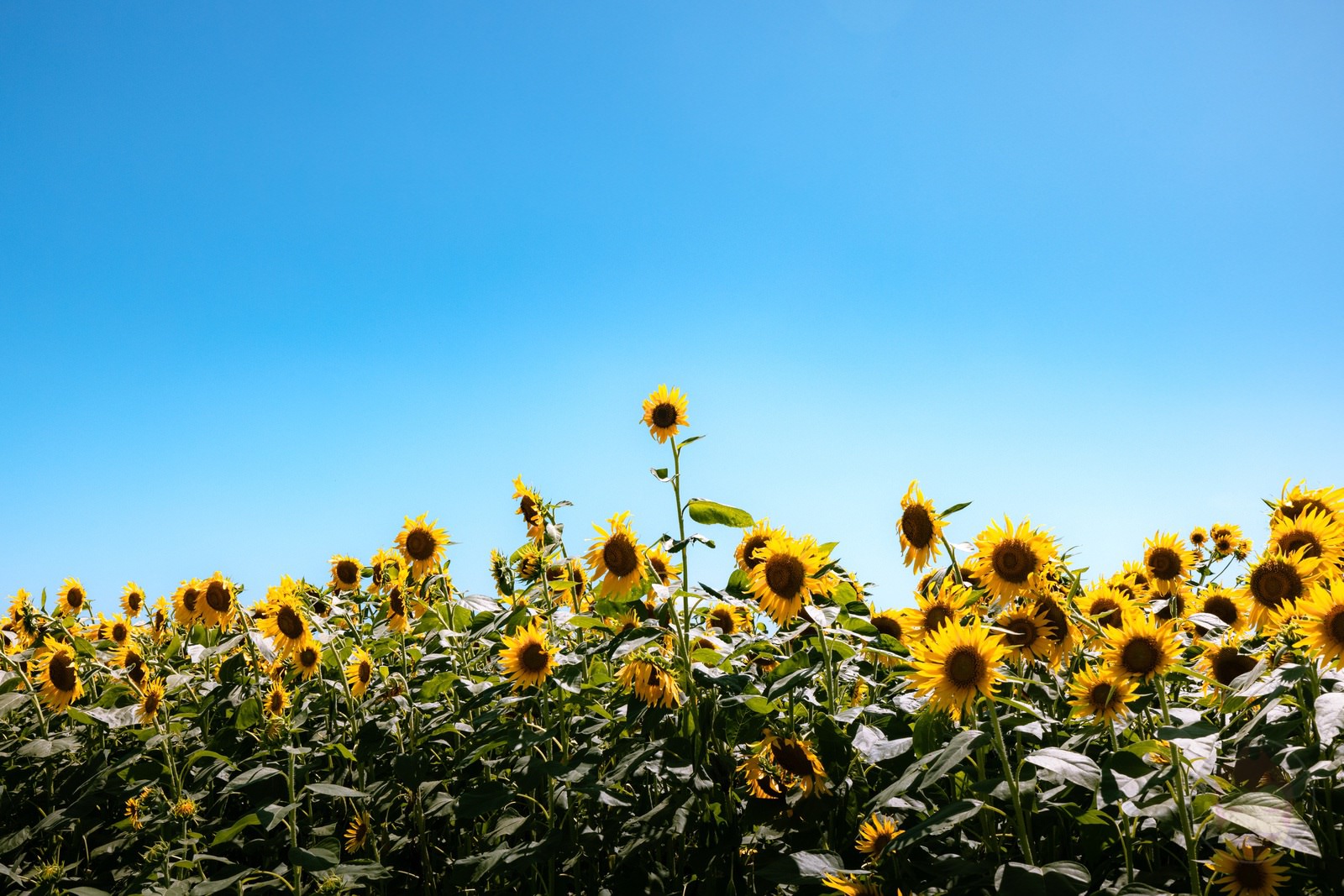 Long Stay at ASOVILLAGE with Family Day6 03