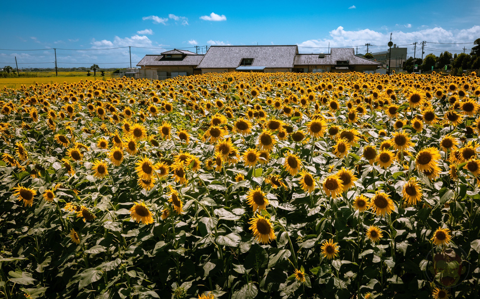 Long Stay at ASOVILLAGE with Family Day6 04
