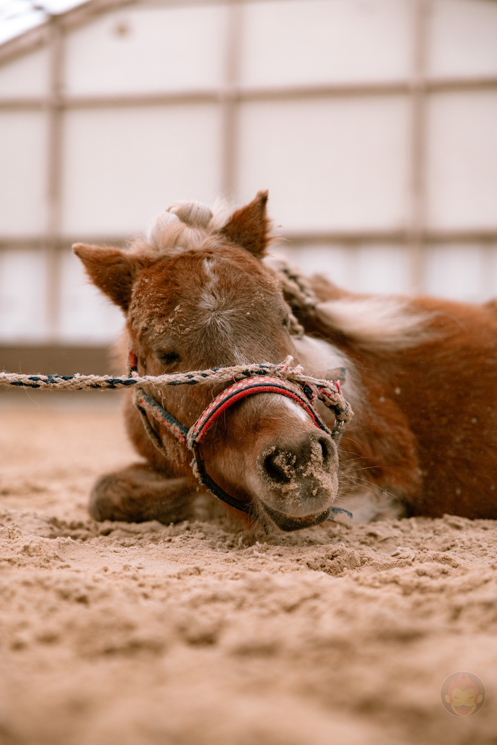 NASU FARM Village Horses and my kids 01