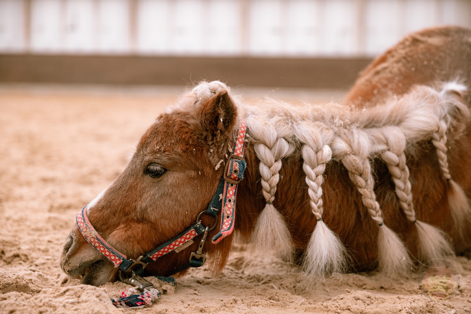 NASU FARM Village Horses and my kids 02