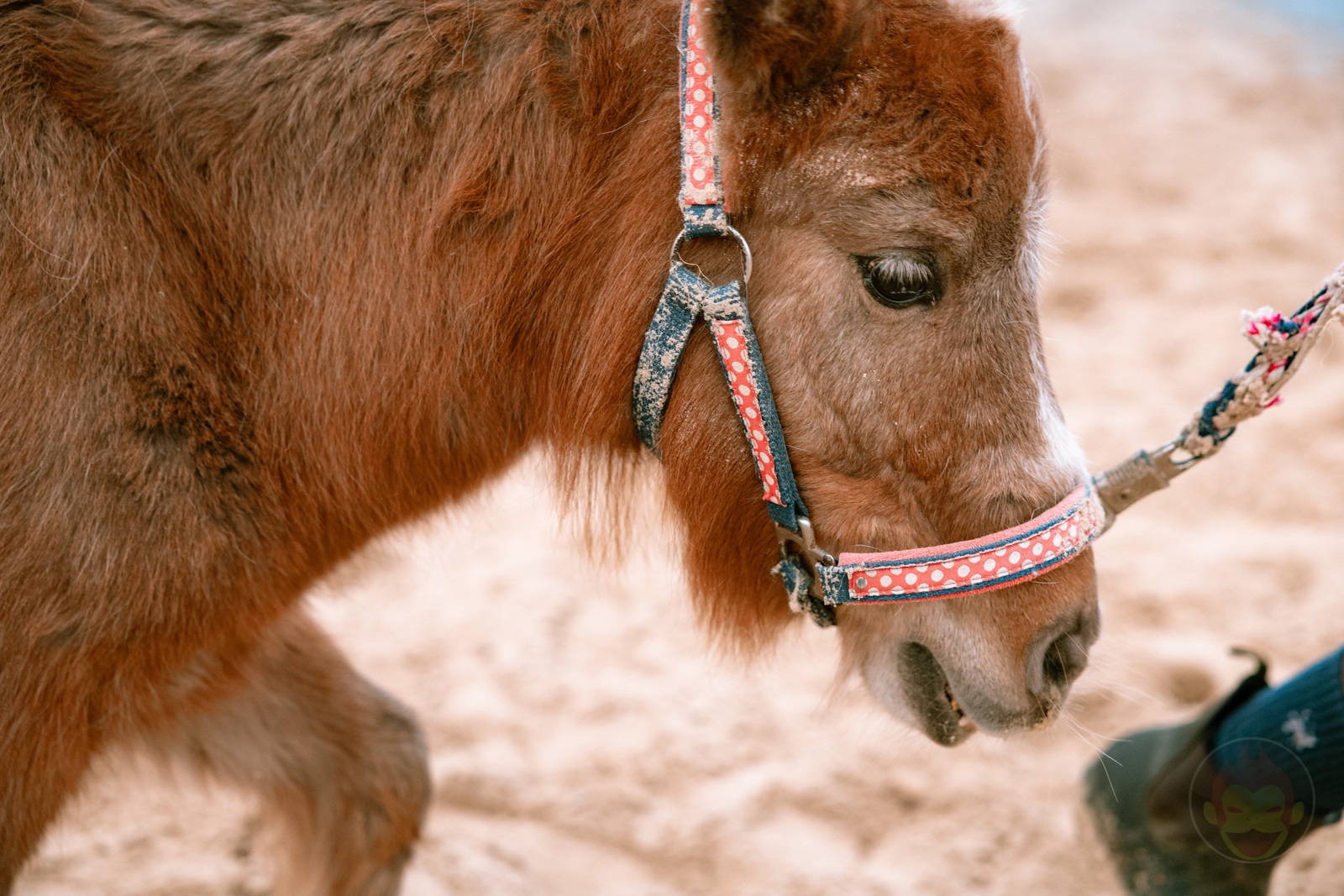 NASU FARM Village Horses and my kids 03