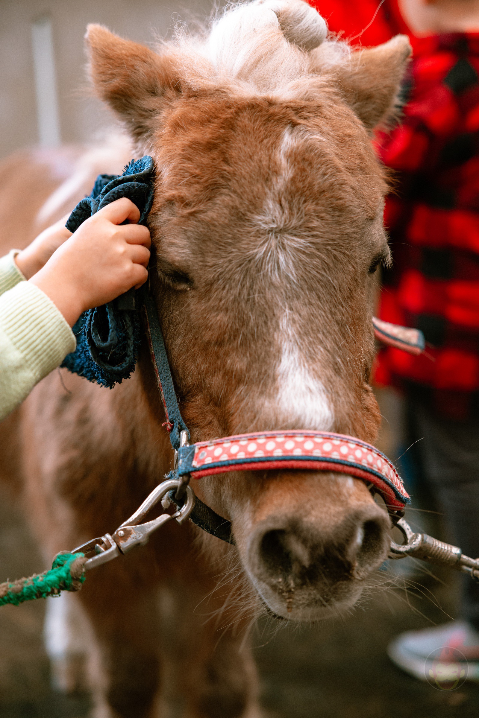 NASU FARM Village Horses and my kids 10