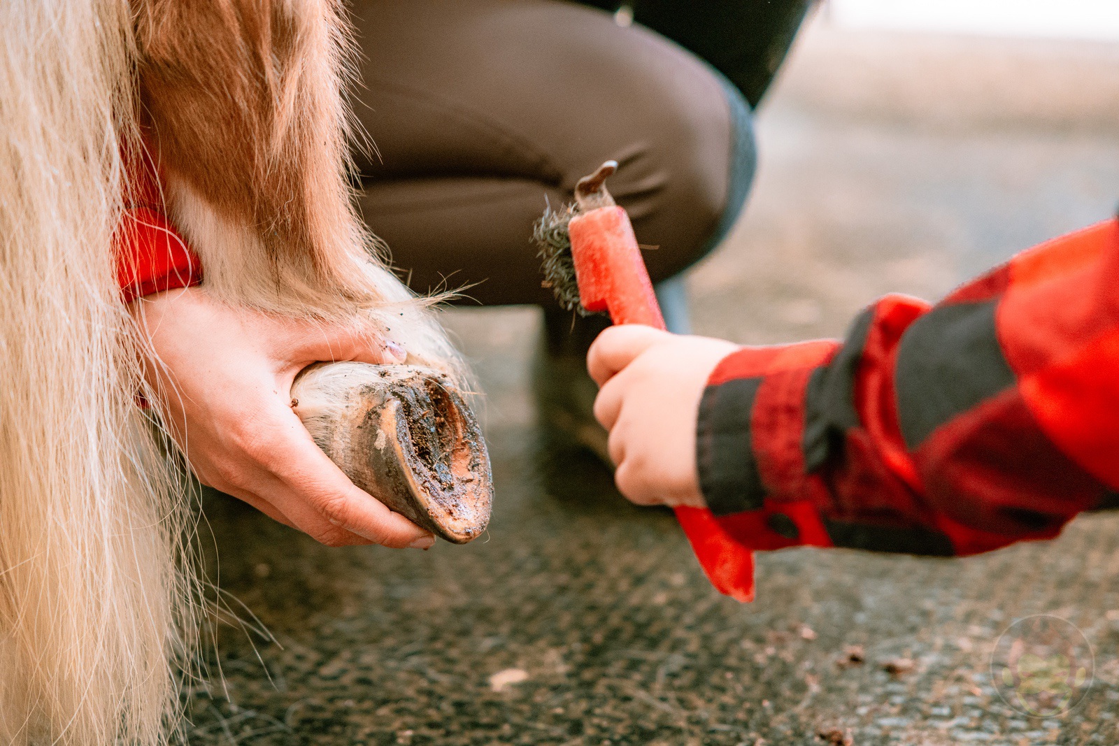 NASU FARM Village Horses and my kids 13