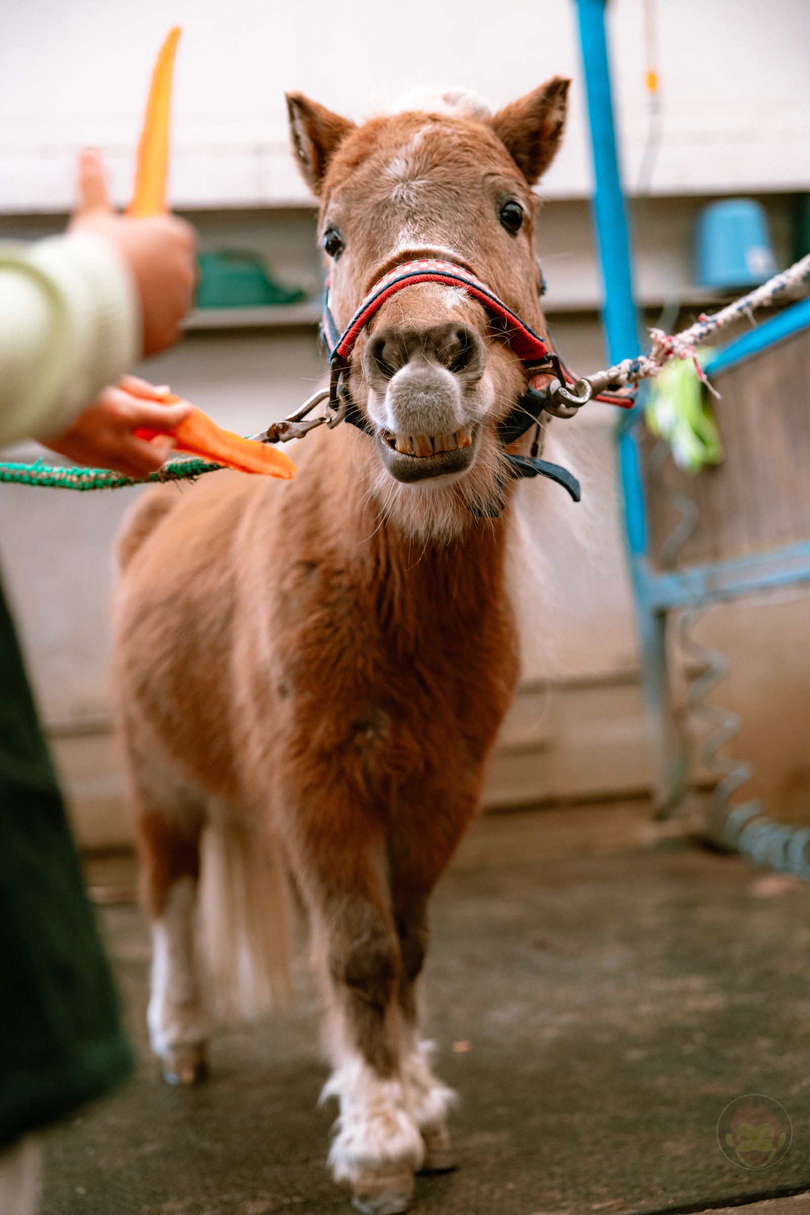 NASU FARM Village Horses and my kids 19