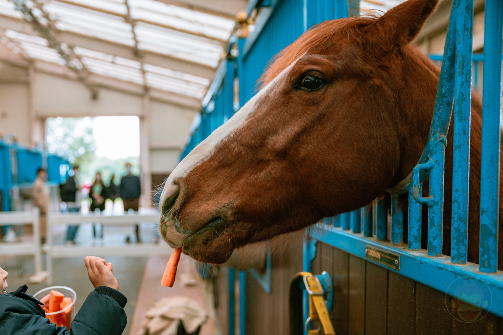 NASU FARM Village Horses and my kids 21