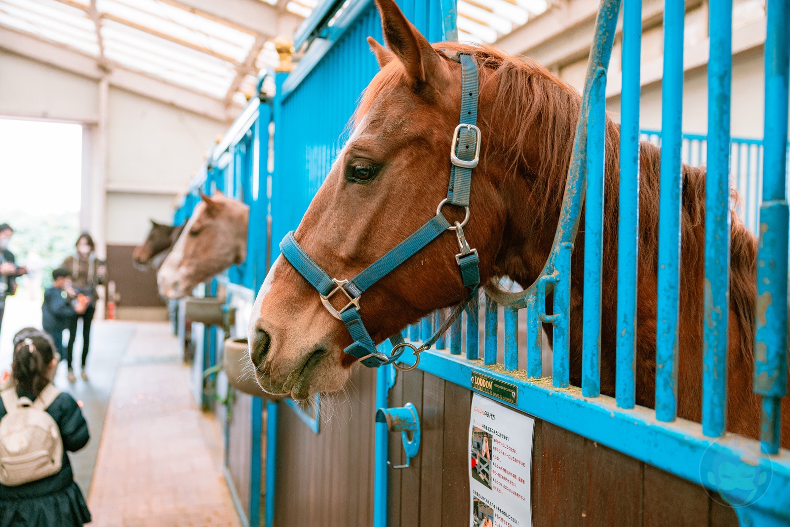 NASU FARM Village Horses and my kids 22