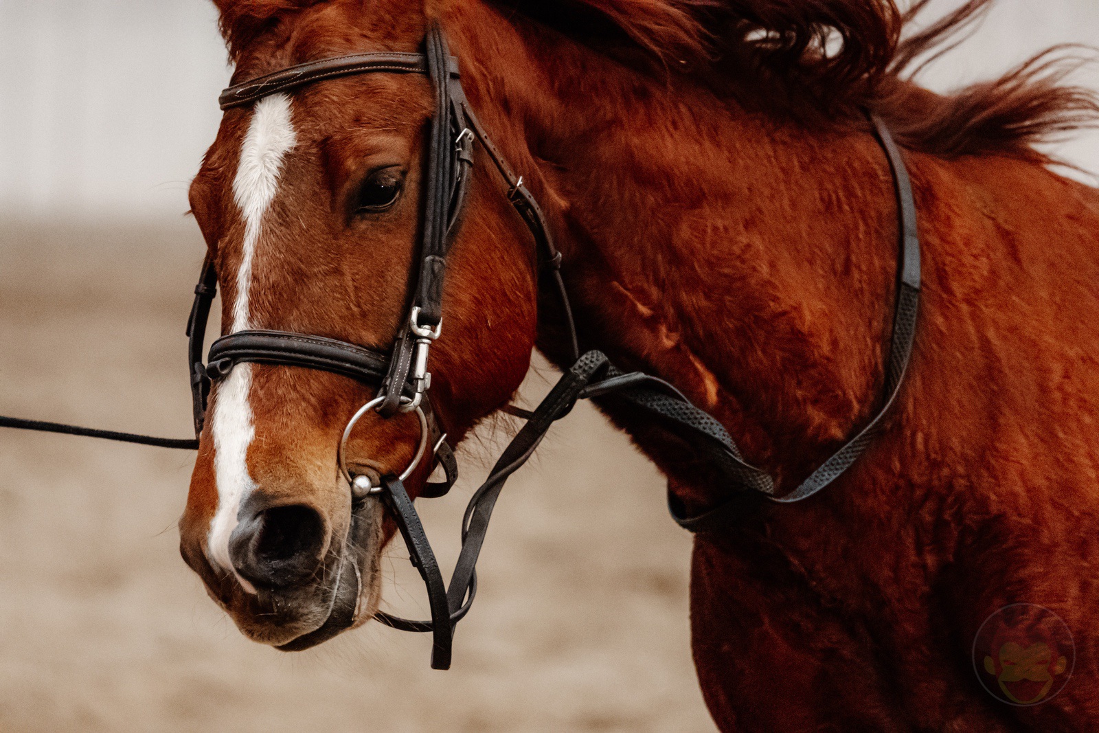 NASU FARM Village Horses and my kids 31