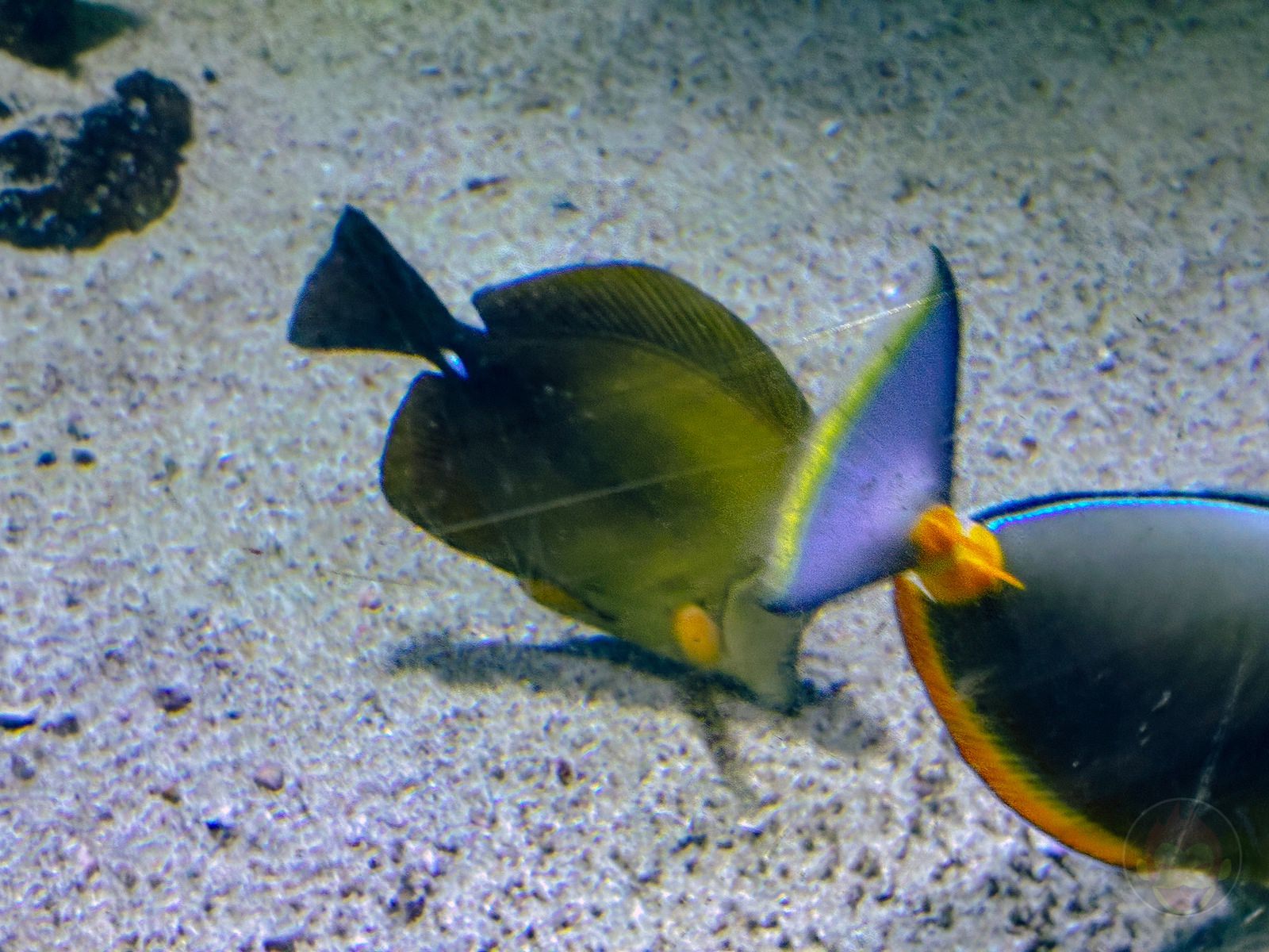 Okinawa trip iphone16e photos by daughter 06