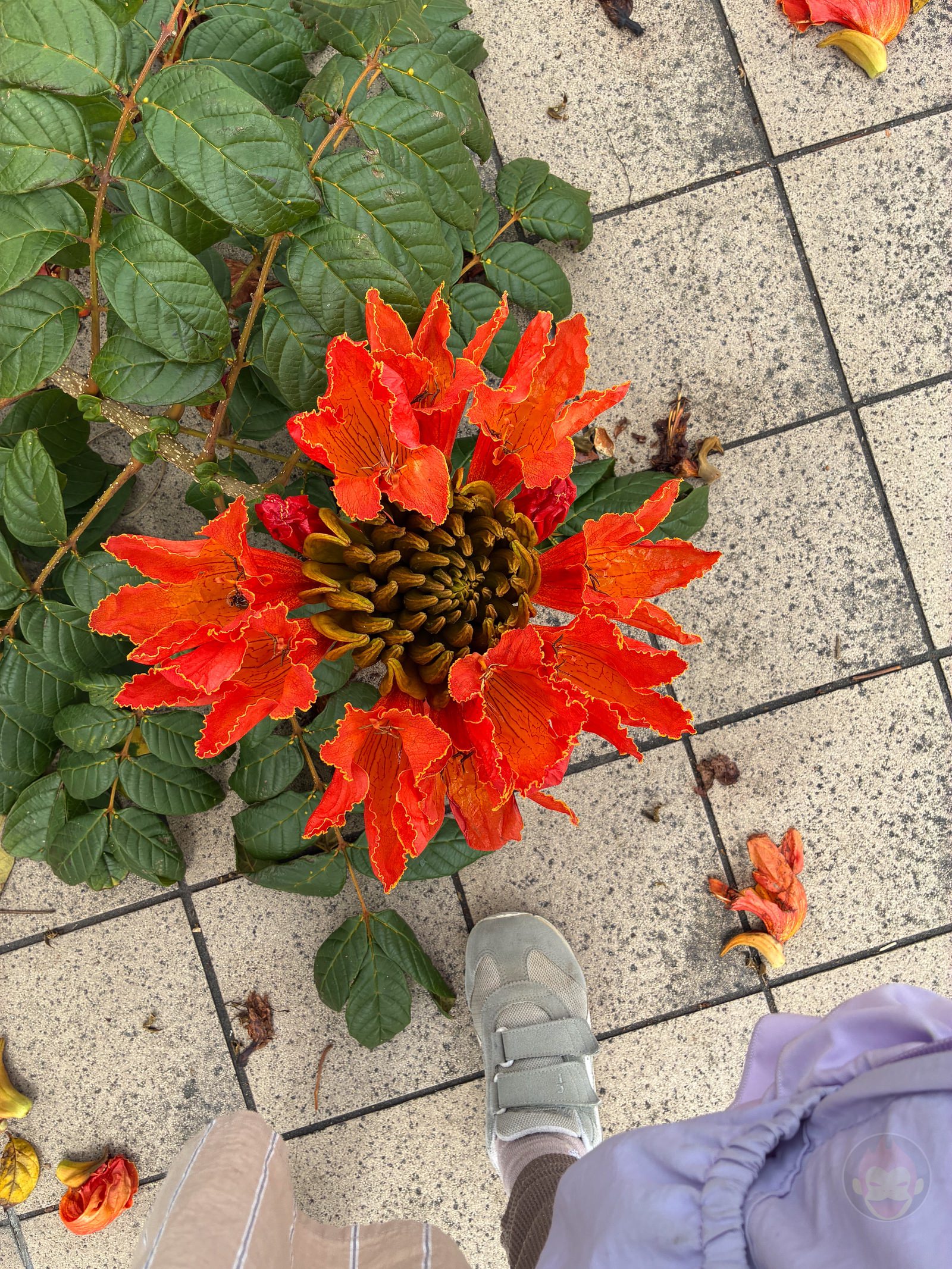 Okinawa trip iphone16e photos by daughter 10