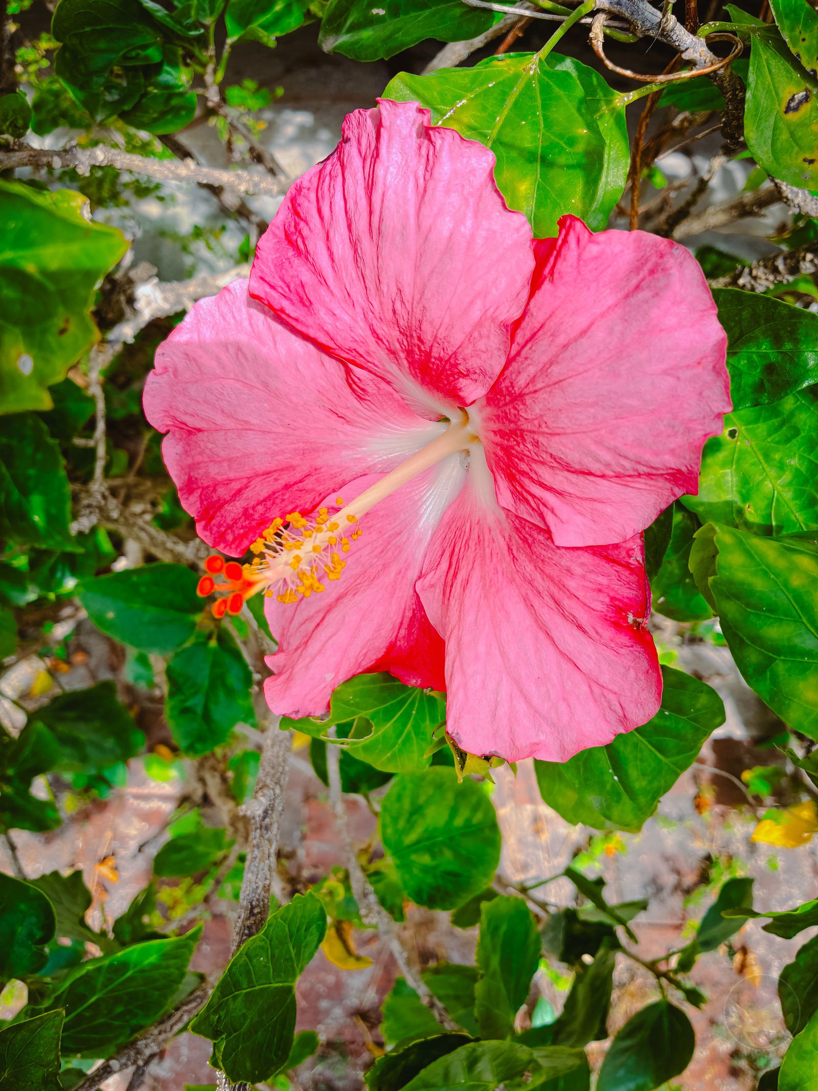 Okinawa trip iphone16e photos by daughter 40