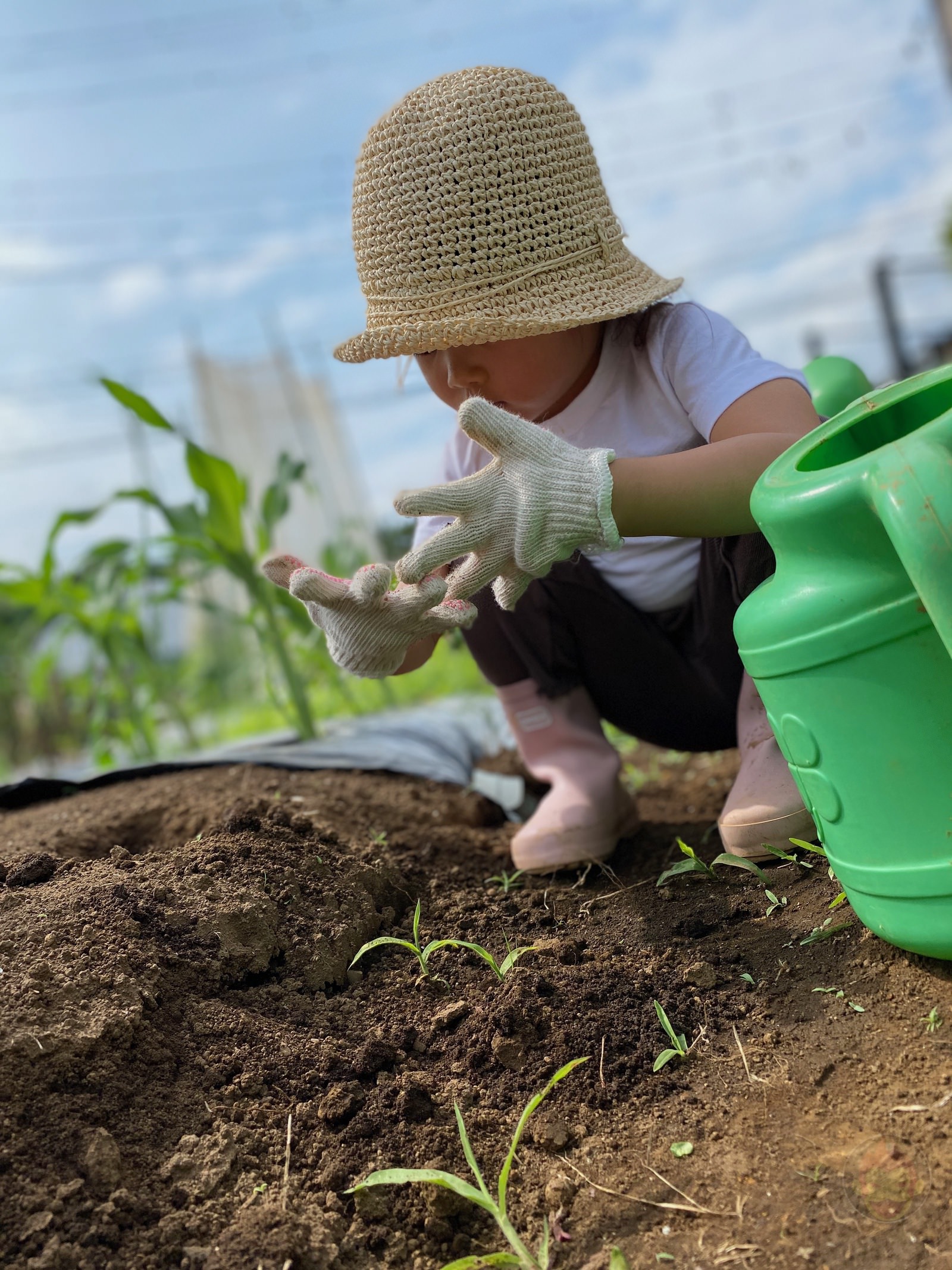 Shared garden for my family 11