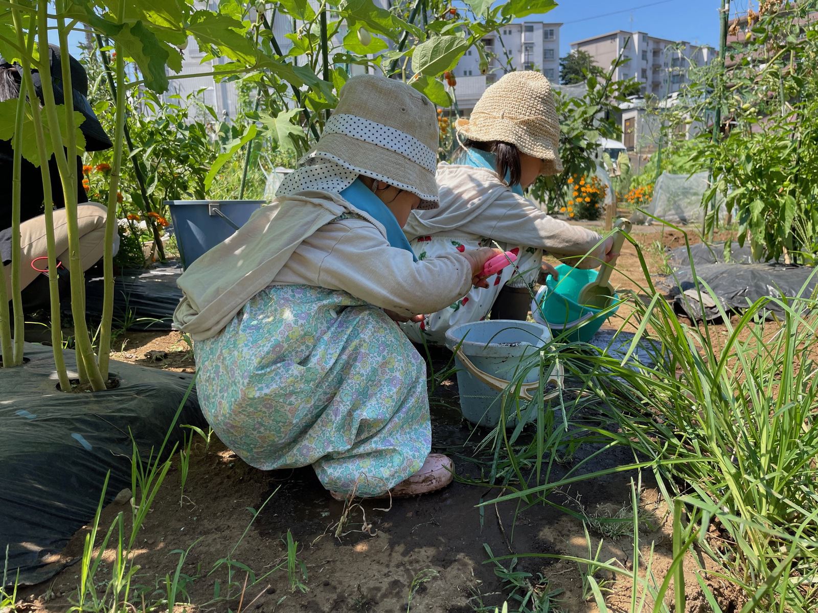 Shared garden for my family 15